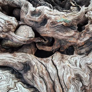 Teanga agus Éiceolaíocht - Language and Ecology